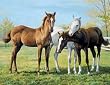 Horse Pals 60 Piece