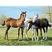 Horse Pals 60 Piece