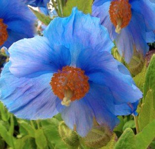 250+ Himalayan Blue Dutch Poppy Seeds / Currently Buy One Get One Free/ Free Shipping 250+ Himalayan Blue Dutch Poppy Seeds / Currently Buy One Get One Free/ Free Shipping