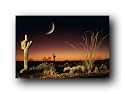 (24x36) Arizona Ocotillo and Saguaro Cactus Art Print Poster Poster Print, 36x24