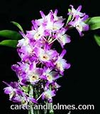 Compact Nobile Dendrobiums
