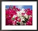 Bougainvillea, Cayman Brac, Cayman Islands, Caribbean Framed Art Poster Print by Greg Johnston, 22x18
