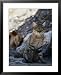 African Wildcat Animals Framed Art Poster Print by Nicole Duplaix, 25x31