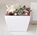 solxsol �����A�� White box M 10914
