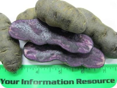 Purple Fingerling - Avg
