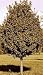 Rocky Mountain Maple Tree, 20-36 Inch