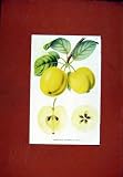 POMME FRUIT FINE ART ANTIQUE OLD PRINT c1831 HAND COLOR