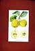 POMME FRUIT FINE ART ANTIQUE OLD PRINT c1831 HAND COLOR