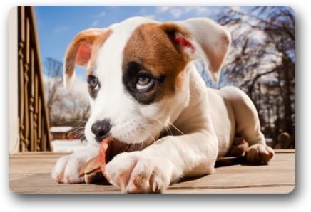 Home Nice Dogs Puppy Glance Snout Animals Baby Dog Eyes Clean Doormat 23.6"(L)x15.7"(W) 3/16"