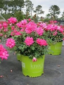 Rose Knockout Double PINK, Disease Resistant, EASY TO GROW, Reblooms- Size: 1 gallon