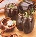 Chocolate Beauty Pepper 4 Plants - Sweet Bell - ORDER NOW!