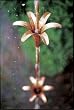 Lily Rain Chain