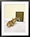 Cairn Terrier, 4 Months Old Framed Art Poster Print by David M. Dennis, 25x31
