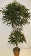 6' Finger Aralia Tree on Real Wood Stalk