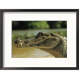 A Spectacled Caiman in Venezuela Framed Photographic Poster Print by Ed George, 21x17