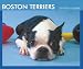 boston terrier - Boston Terriers 2009 Boxed Calendar