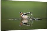 Box Canvas Print of Chaffinch - Male bathing in forest pool from Ardea