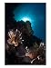 Lionfish, Reef Panorama, New Caledonia Photographic Poster Print by Tobias Bernhard, 36x48