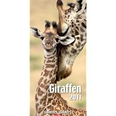 Giraffen 2011