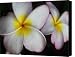 Wet Petals Canvas Print / Canvas Art - Artist Lauri Novak Wet Petals Canvas Print / Canvas Art - Artist Lauri Novak