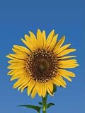 Wallpaper Washington Wallcovering Idealdecor Wall Murals & Door Murals Sunflower 509