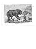 Erbus and Terror by Bottomley Dogs art print
