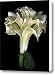 Angel Trumpet Canvas Print / Canvas Art - Artist Jessica Jenney