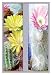 Paper poster printed on 20 x 30 stock. Flower, Cactus, and Flower