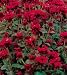 BeeBalm Panorama Red Shades - 8 Plants - Monarda
