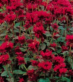 8 BeeBalm Panorama Red Plants - Monarda