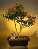 Bonsai Boy's Flowering Dwarf Pomegranate Bonsai Tree<br><i>(punica granatum)</i>