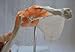 Cranstein A-332 Shoulder Joint Model - Anatomy, Skeleton