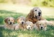 MELISSA & DOUG 100 PC GOLDEN RETRIEVER JIGSAW PUZZLE