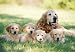 Melissa & Doug 0100 pc Golden Retriever w/Puppies Cardboard Jigsaw