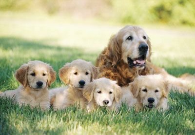 Childrens Toyshop  Toys : Melissa & Doug 0100 pc Golden Retriever w/Puppies Cardboard Jigsaw