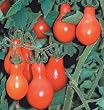 Red Pear Tomato 50 Seeds-Sweet Fruit, Pop in your Mouth
