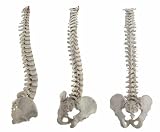 Three Spines - 24