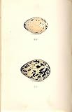 2 H/C Meyer Bird EGGS 1842 MOOR HEN & OYSTER CATCHER