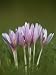 Flowers of Naked Lady or Autumn Crocus, Colchicum Autumnale Photographic Poster Print by Joe Petersburger, 30x40