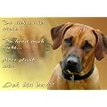 Metall - Warnschild Rhodesian Ridgeback