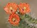 Claret Cup Cactus Flowers, Hill Country, Texas, USA Photographic Poster Print by Rolf Nussbaumer, 40x30