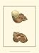 Variegated Turbo Shells - George Shaw Art Print Poster 10 x 13