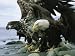 An Adult and Juvenile American Bald Eagle Hunt for Fish National Geographic Collectio...