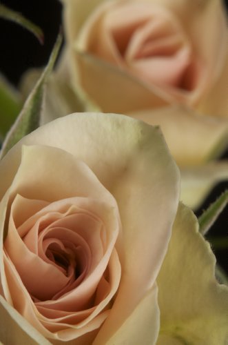 Champagne Spray Roses