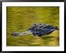 American Alligator at an Alligator Farm, St. Augustine, Florida, USA Framed Art Poster Print by Arthur Morris, 39x31