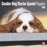 Cavalier King Charles Spaniel Puppies 2010 Standard Wall Calendar. Publisher: Browntrout
