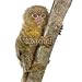 Wallmonkeys Peel and Stick Wall Decals - Pygmy Marmoset (5 Weeks) - Callithrix (cebuella) Pygmaea - Removable Graphic