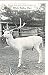 White Fallow Deer At Benson Wild Animal Farm