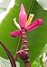 10 Musa Ornata Purple Flower Banana Tree Seeds