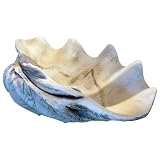 GIANT 22 CLAM SHELL tridacna gigas WHITE CLAMSHELL